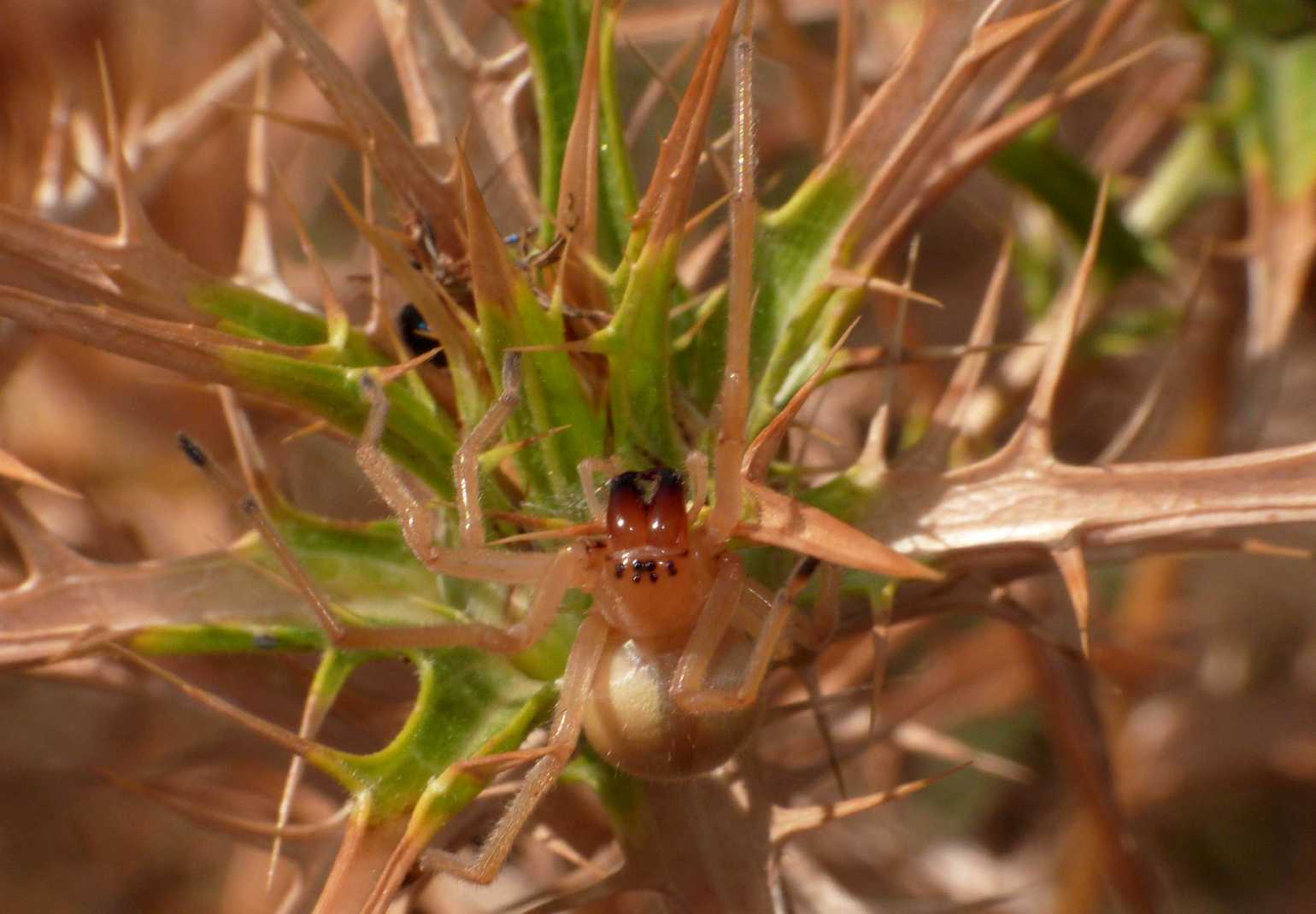 Cheiracanthium punctorium